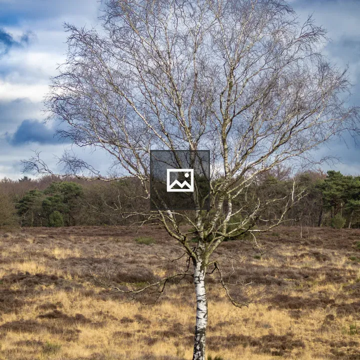 Birch Tree on Heath Landscape