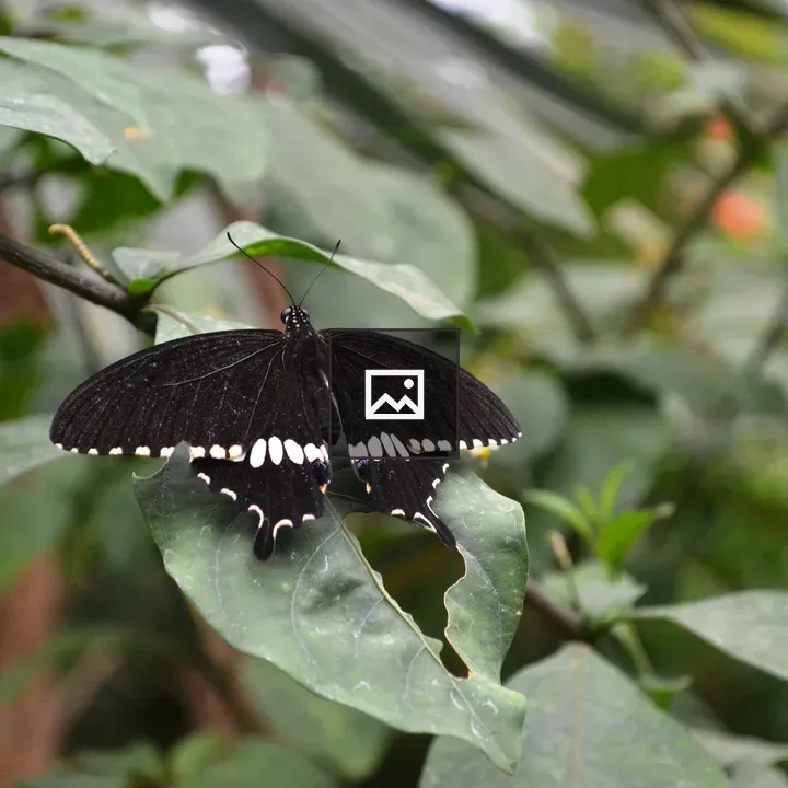 Common Mormon butterfly in garden