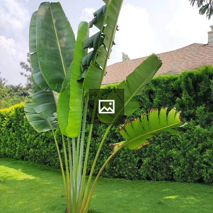 Palm fronds in breeze