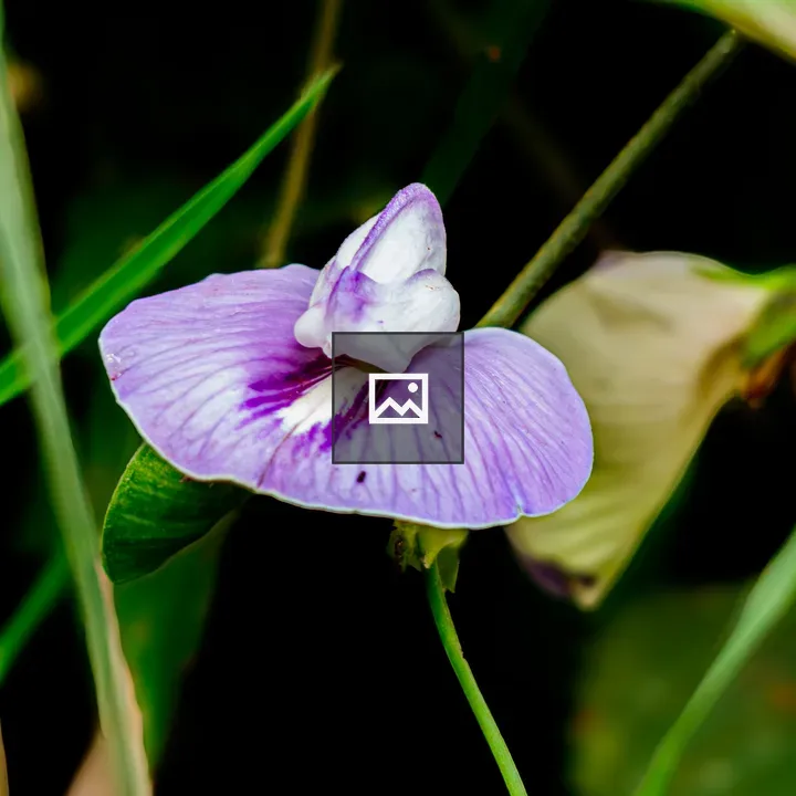 Purple and White Flower Macro
