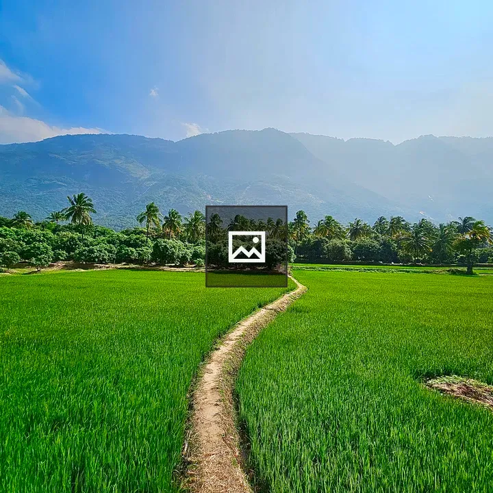 Paddy Fields and Trees Hillside