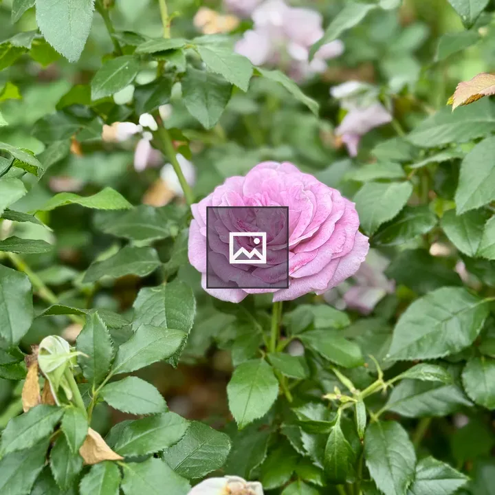 Purple rose with green leaves