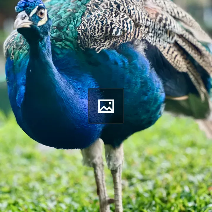 Peacock on Green Grass