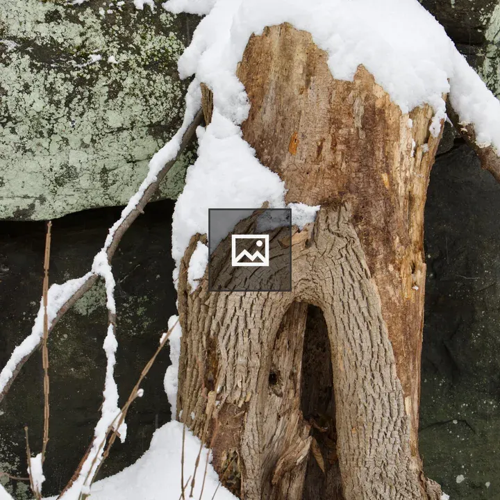 Old tree trunk with snow and rock