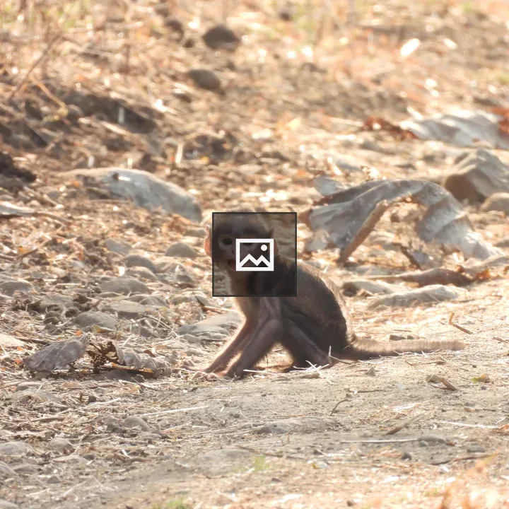 Baby Langur Monkey