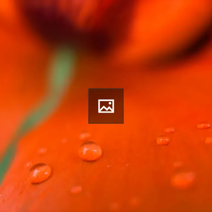 Closeup of poppy petal droplets