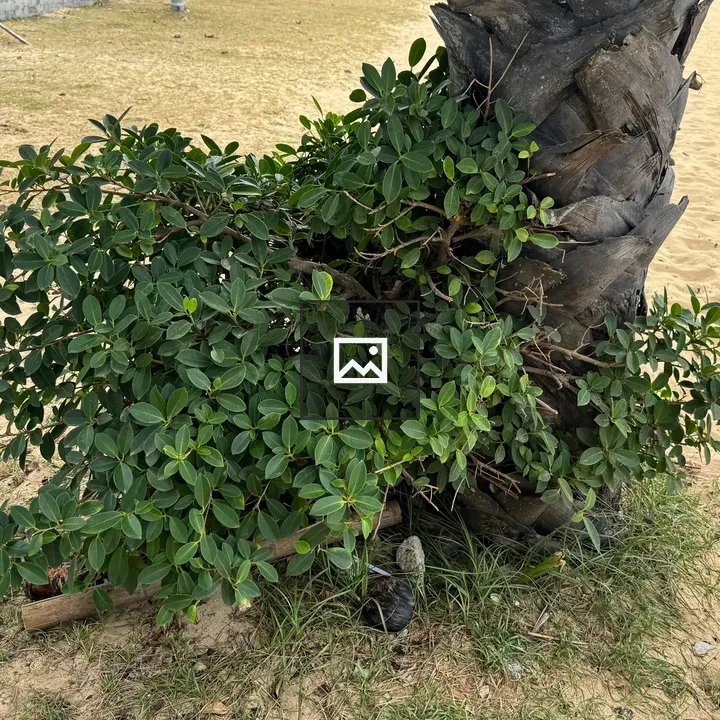 Bush and Palm Base in Sandy Soil