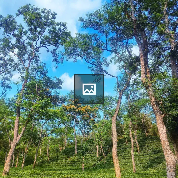 Tea garden under cloudy sky