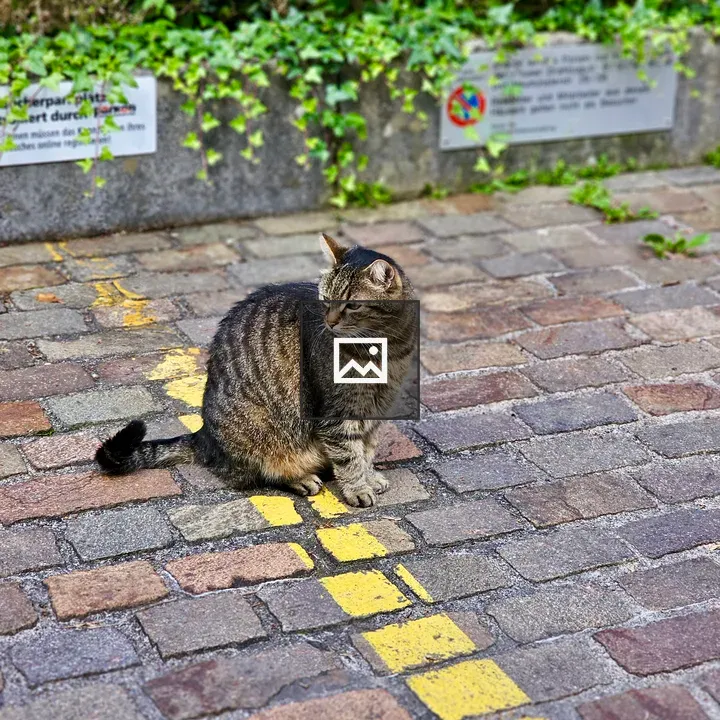 Calm striped cat on cobblestone street