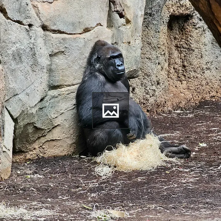 Western lowland gorilla resting