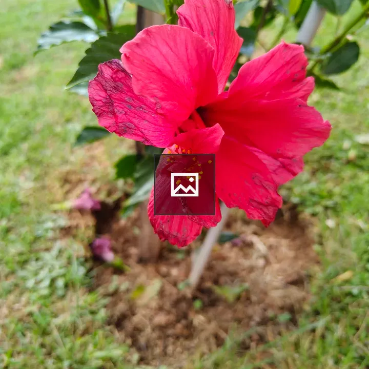 Red Flower in Green Background