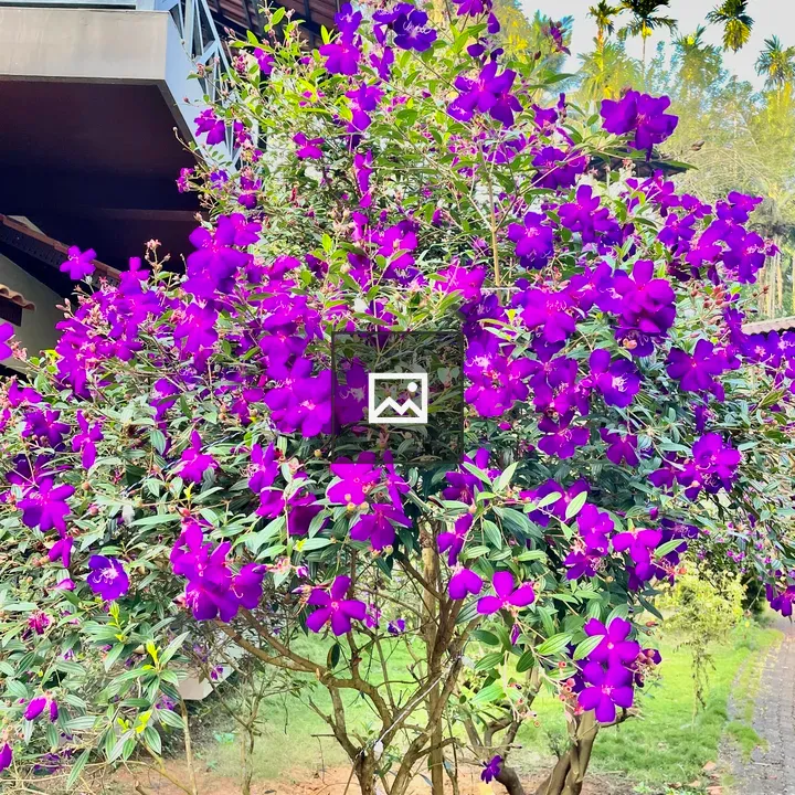 Pleroma semidecandrum plant