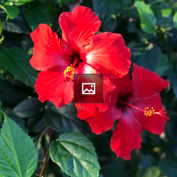 Red Hawaiian Flowers