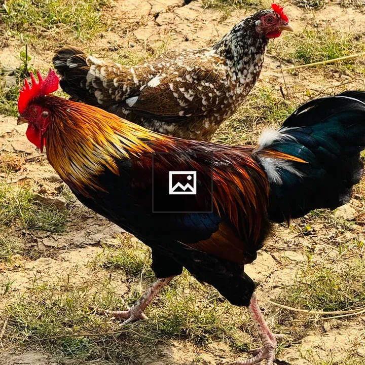 Colorful rooster and hen in sun