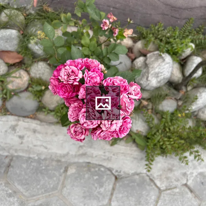 Pink flower cluster from above