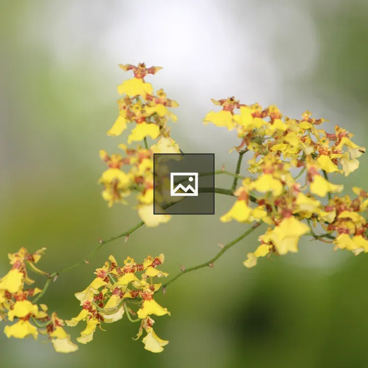 Flower in Green and Yellow