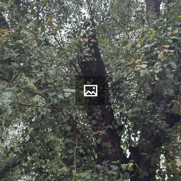 Tree with Dense Canopy