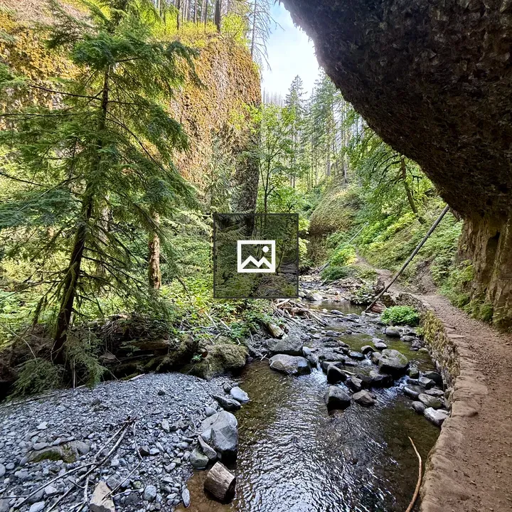Clear stream beside mossy trail