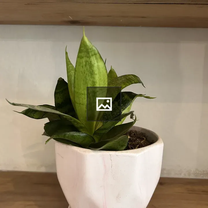 Green plant with striped leaves