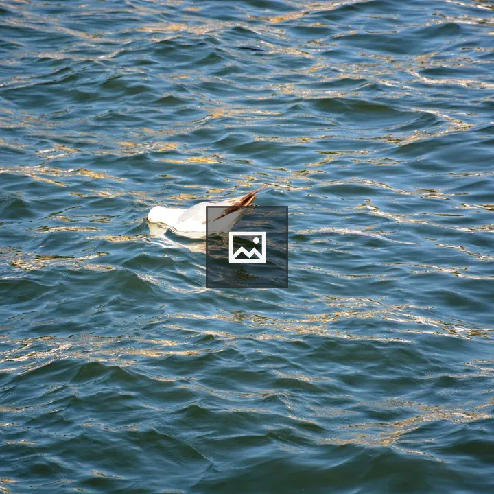 Duck on Sava River