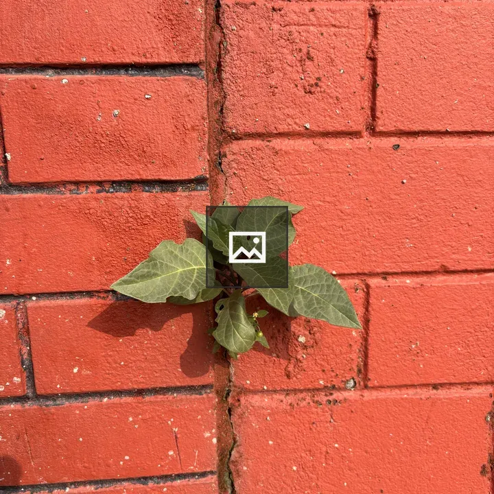 Plant Through Brick Wall