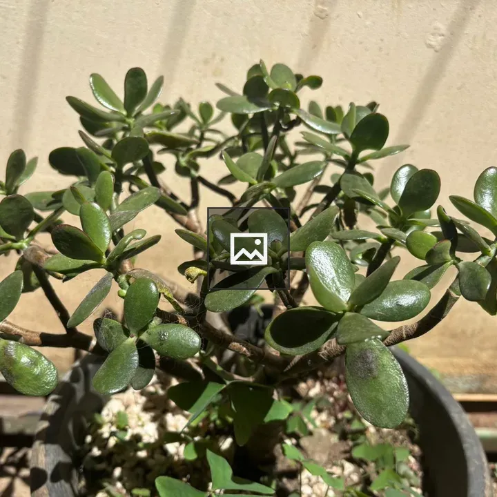 Jade Tree succulent