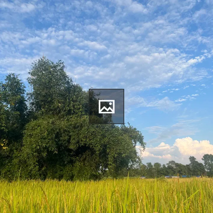 Rice field in green landscape