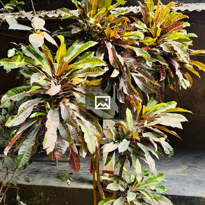 Croton Plant by Building