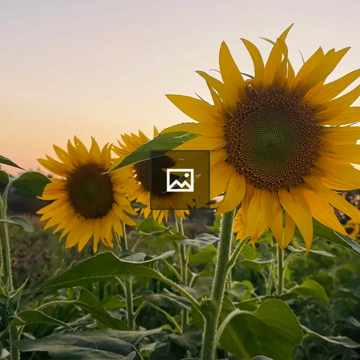 Sunflowers Field at Sunset