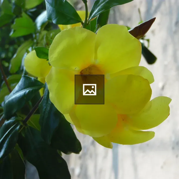 Flower with Green, White, and Yellow Petals