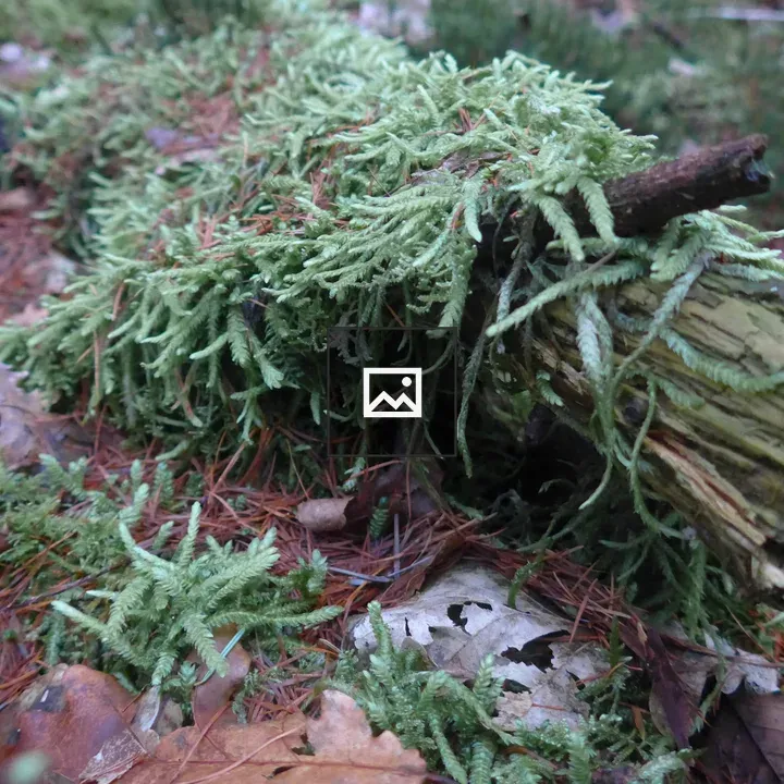 Moss and pines on forest ground
