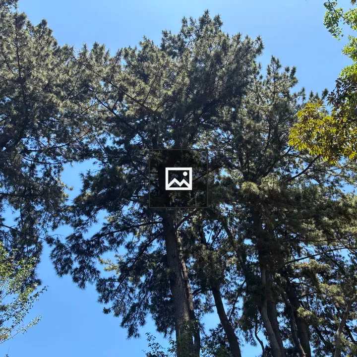 Tall evergreen trees in blue sky