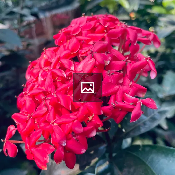 Red Ixora Flowers Cluster