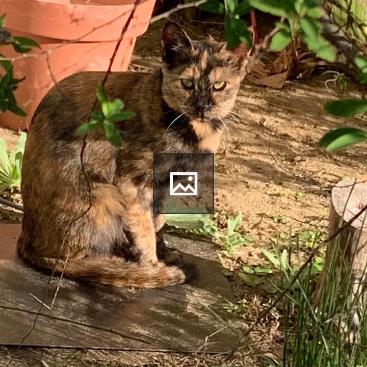 Glaring speckled cat