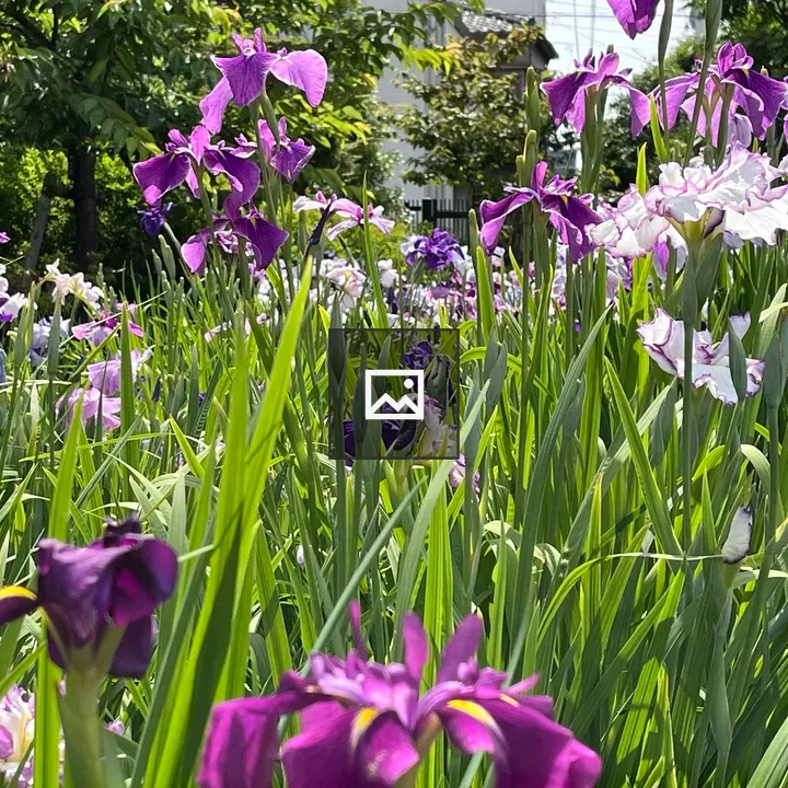 Iris Flowers Blooming