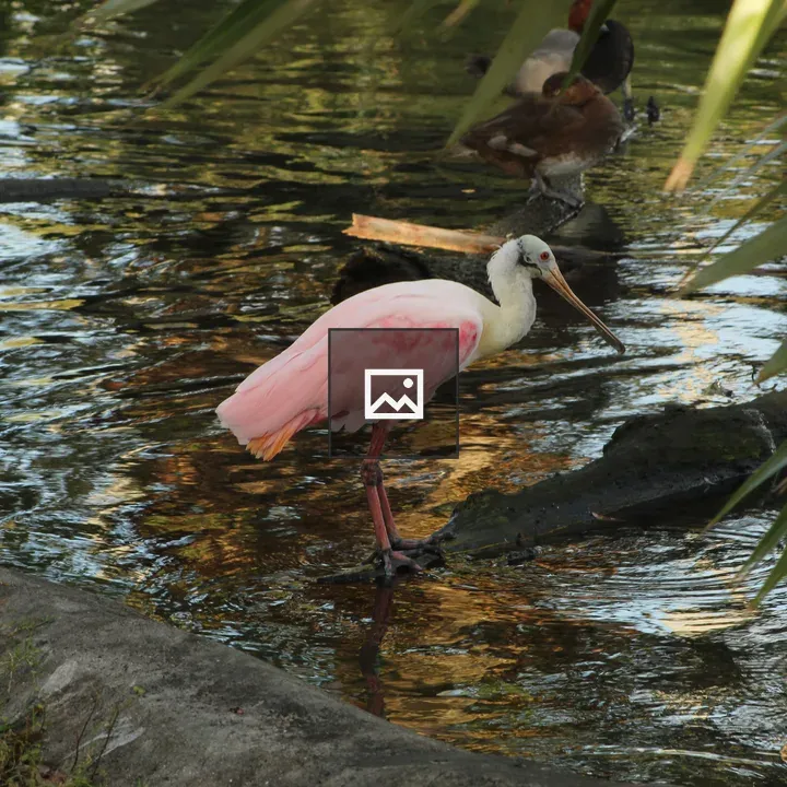 Pink Bird in Shallow Water