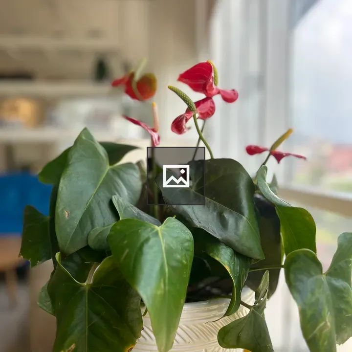 Red flower of a Painter's-palette plant