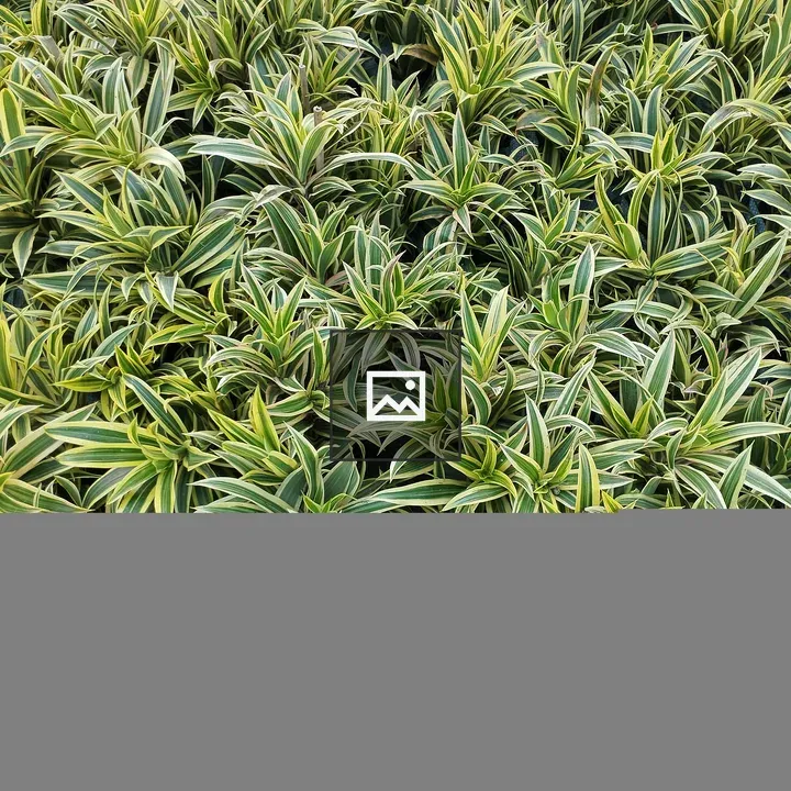 Green and yellow spiky-leaved plants