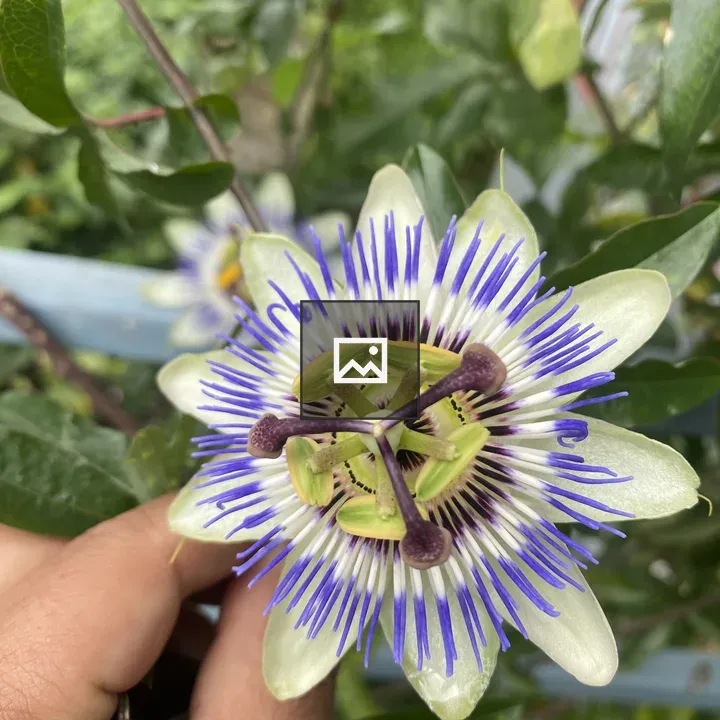 Passionflower Close-Up