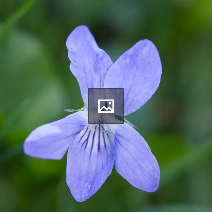 Close-up Violet Flower