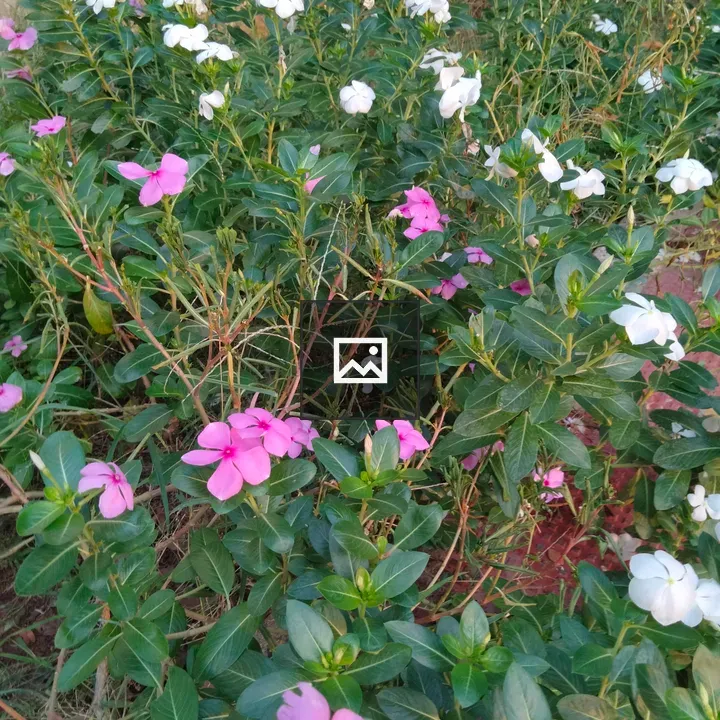 Flowers in Portrait Orientation