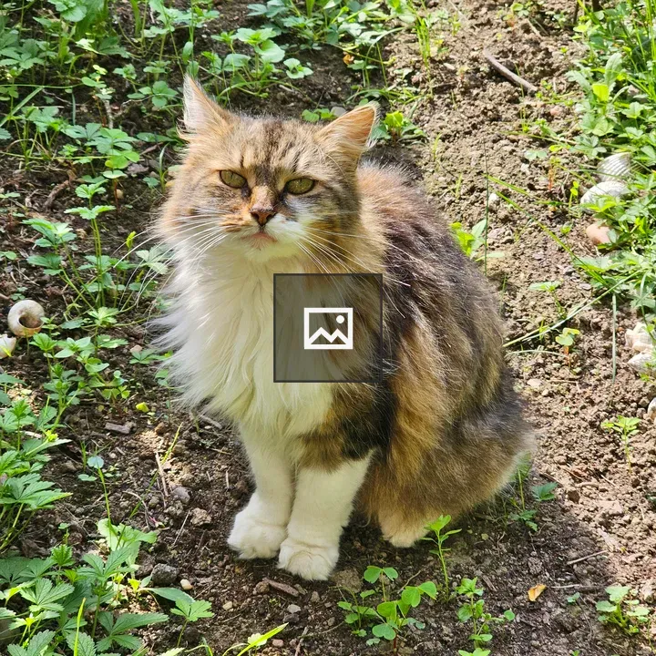 Cross breed multi coloured female cat