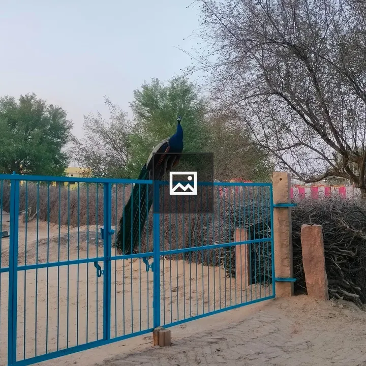 Peacock on Blue Gate