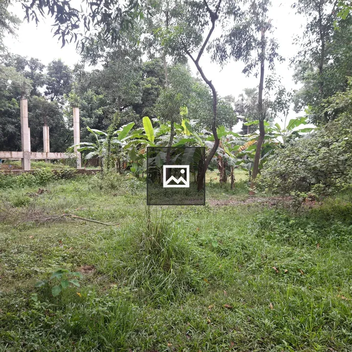 Banana trees with grassy foreground