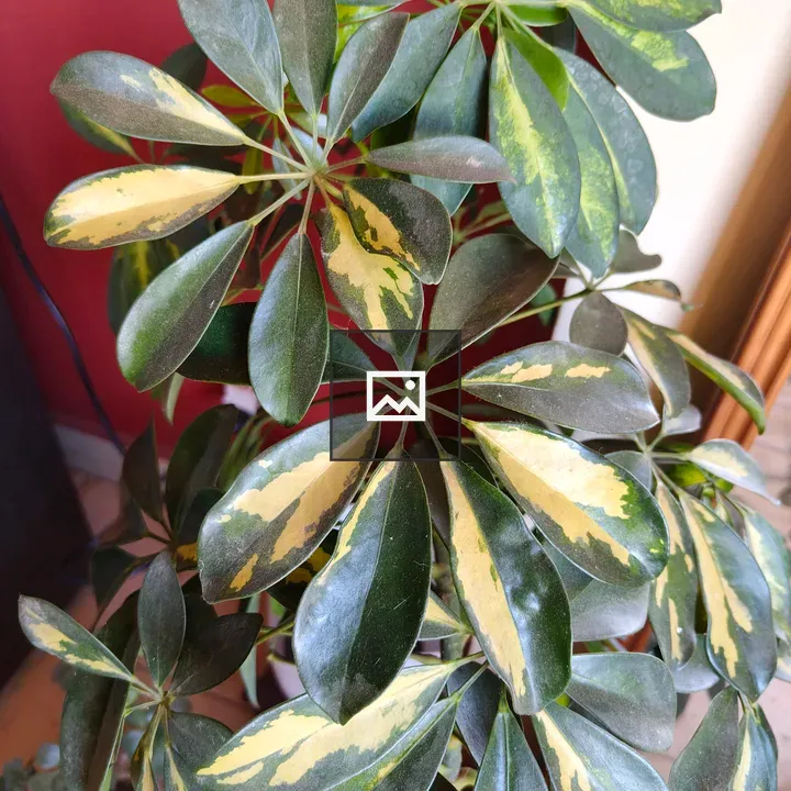 Plant with variegated leaves