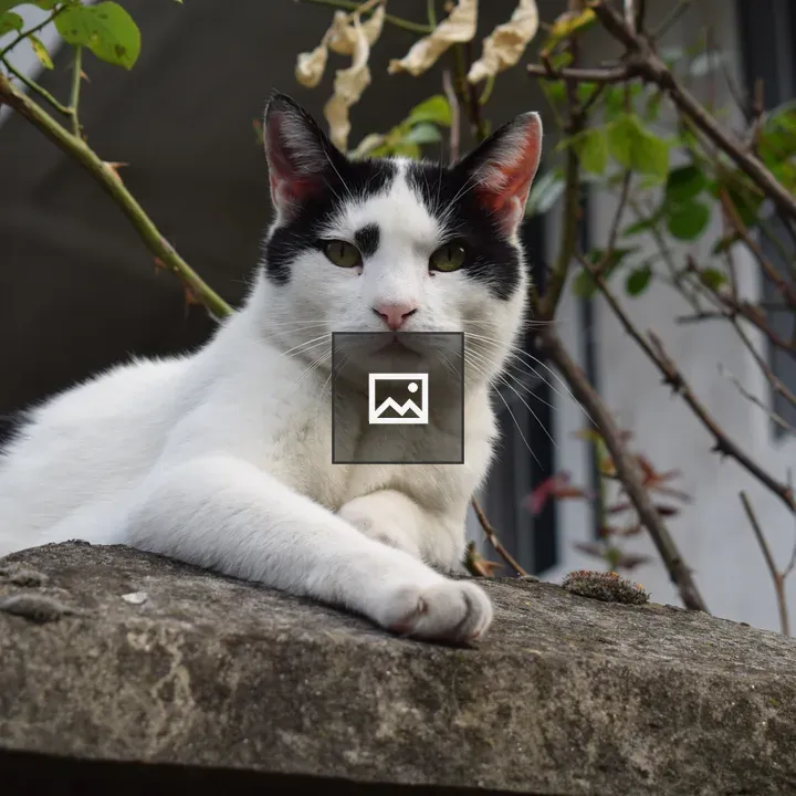 Black and White Cat on Wall