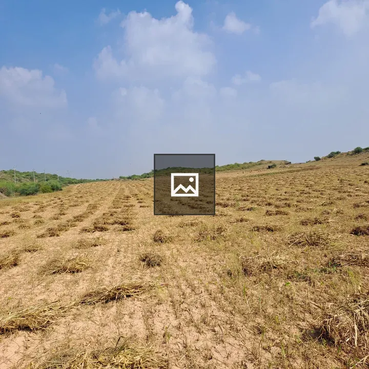 Fields of cut plants under blue sky