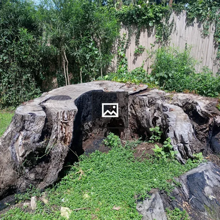 Weathered tree stump with plants