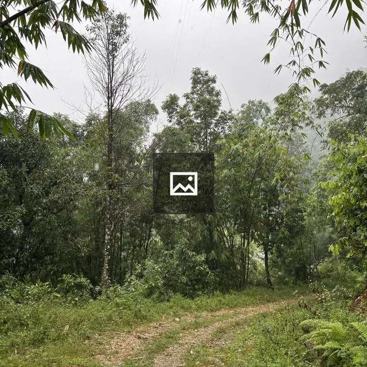 Forest path through lush greenery
