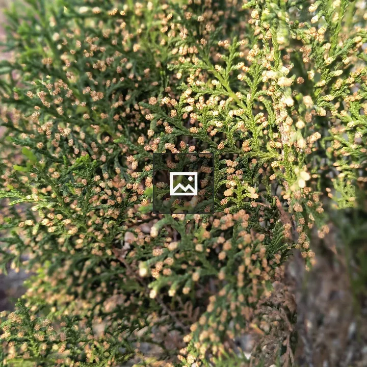 Close-up Juniper Branches with Cones